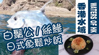 【漁人推介】香港水域 帶你落海捉白鬚公/絲鰺 教你煮日式魚鬆炒飯 炒飯不黐底/不沾鍋 食譜 Spear Fishing Fillet Clean Cook Recipe Alectis Indica 【漁人推介】香港水域 帶你落海捉白鬚公/絲鰺 教你煮日式魚鬆炒飯 炒飯不黐底/不沾鍋 食譜 Spear Fishing Fillet Clean Cook Recipe Alectis Indica