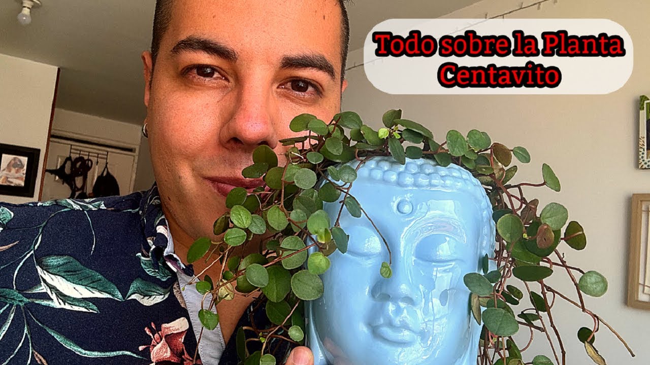 Cómo cuidar y REPRODUCIR la PLANTA CENTAVITO - PLANTA COLGANTE DE INTERIOR