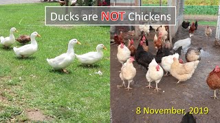Ducks are Not Chickens