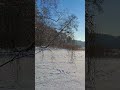 ASMR Snow Crunch on Ice ❄️ Leaning Tree over Frozen Lake Trakai #asmr #snowcrunch #frozenlake #relax