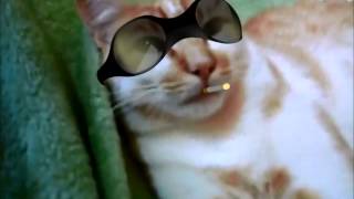 Kacahuete Fume L Herbe A Chat Youtube Kacahuete Fume L Herbe A Chat Youtube