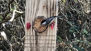 Dollar store peanut butter bird feeder