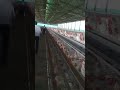 poultry farm #shorts #layerfarming  #poultryfarming