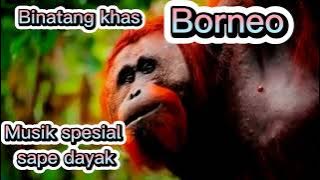 Binatang khas Kalimantan musik sape Dayak tradisional ‼️🐾🐒
