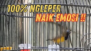 Download Lagu CUIT CUIT SOGON GACOR DORR NGLEPER PARAH.!! 100% DI JAMIN NAIK EMOSI #sogongacordor#pancingansogon MP3 Download Lagu CUIT CUIT SOGON GACOR DORR NGLEPER PARAH.!! 100% DI JAMIN NAIK EMOSI #sogongacordor#pancingansogon MP3