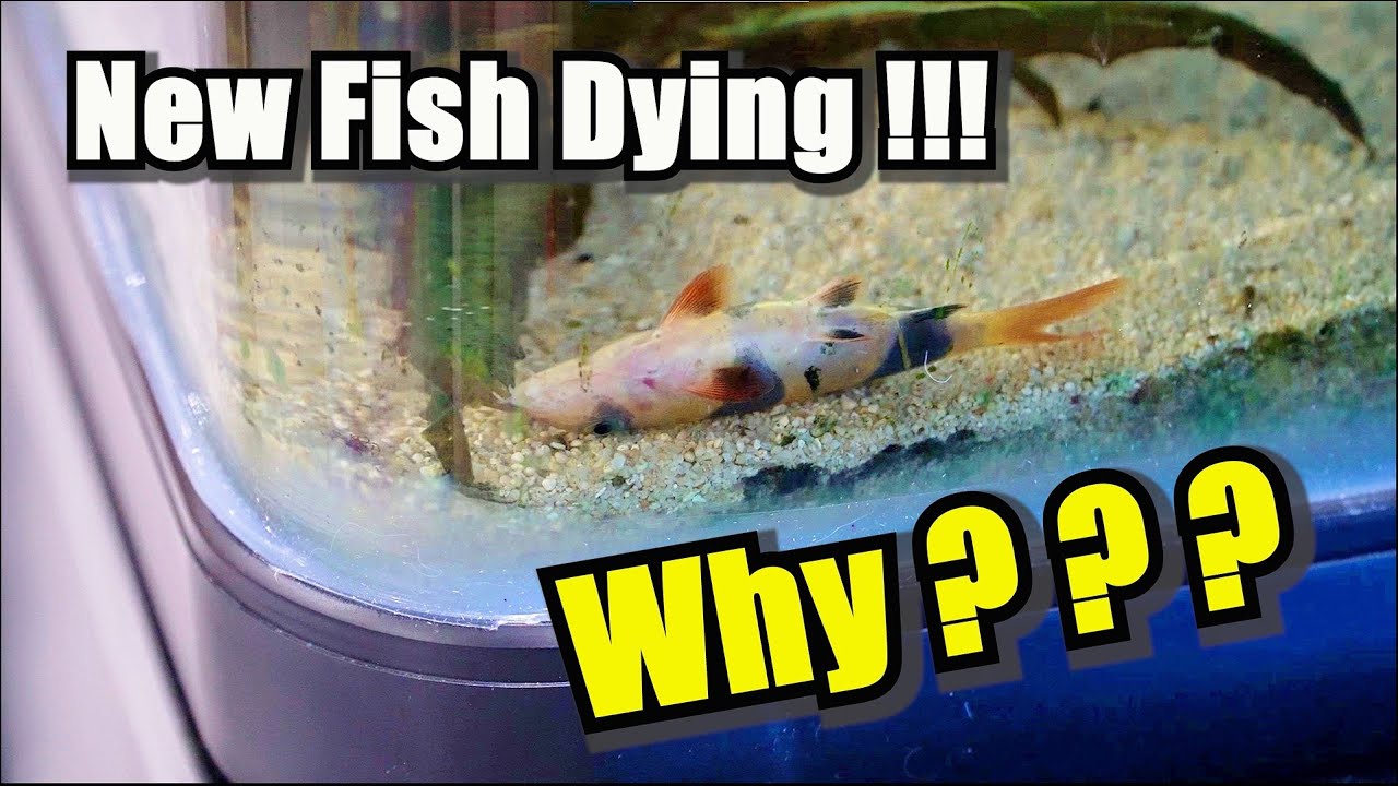New Fish Dying in New Tank ??? YouTube