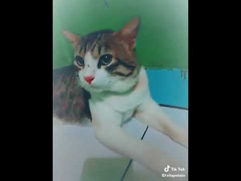 Hewan Lucu Kucing Joget Youtube