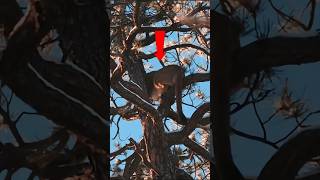 Wild Predator Hunt: Mountain Lion Adventure#MountainLionHunt#MountainLionHunting#BigCatHunt