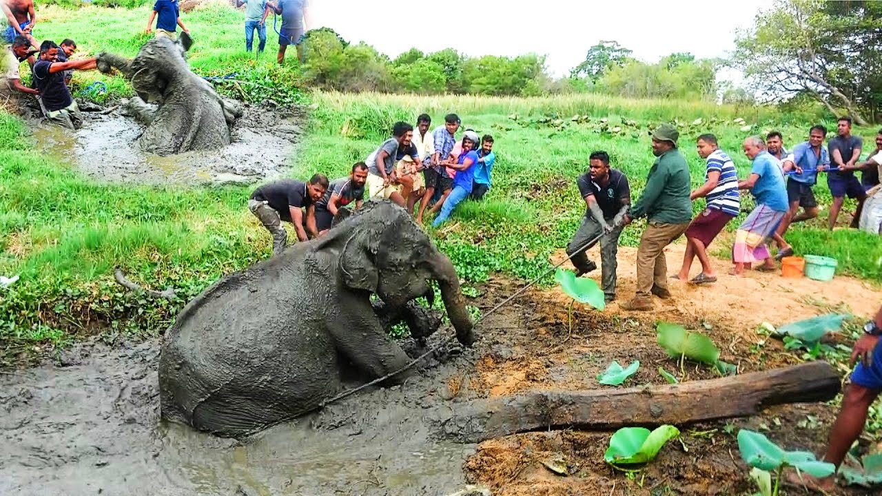 Драматическое спасение: спасение слонёнка из грязной тюрьмы
