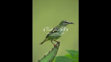تلاوة خاشعة تقشعر لها الابدان ❤️ شهر رمضان الذي أنزل فيه القرآن #طمأنينة #quran