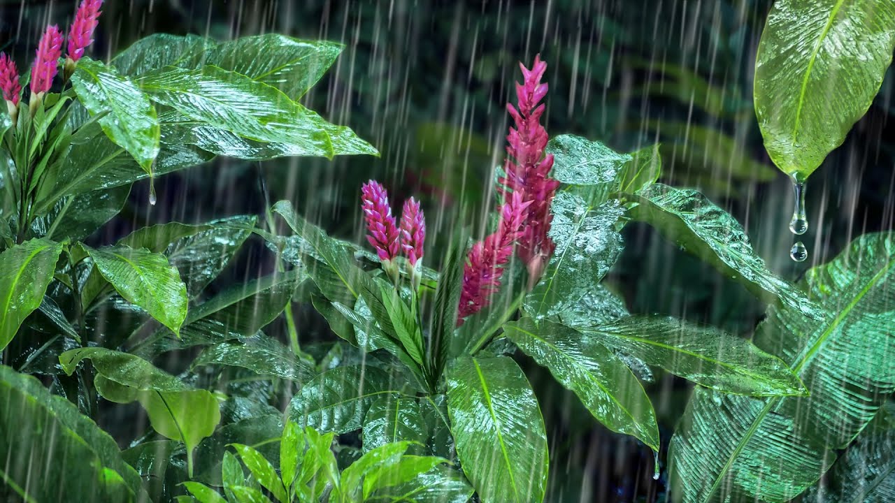 Rain Sounds for Sleeping & Relaxing | Enjoy a Night of Bliss