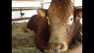 fiera di codogno bovini ed ecc