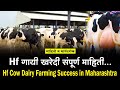 Hf गायीची निवड कशी करायची यासाठी हा बघाच । Dairy Farming Hf Cow Selection । Great Maharashtra