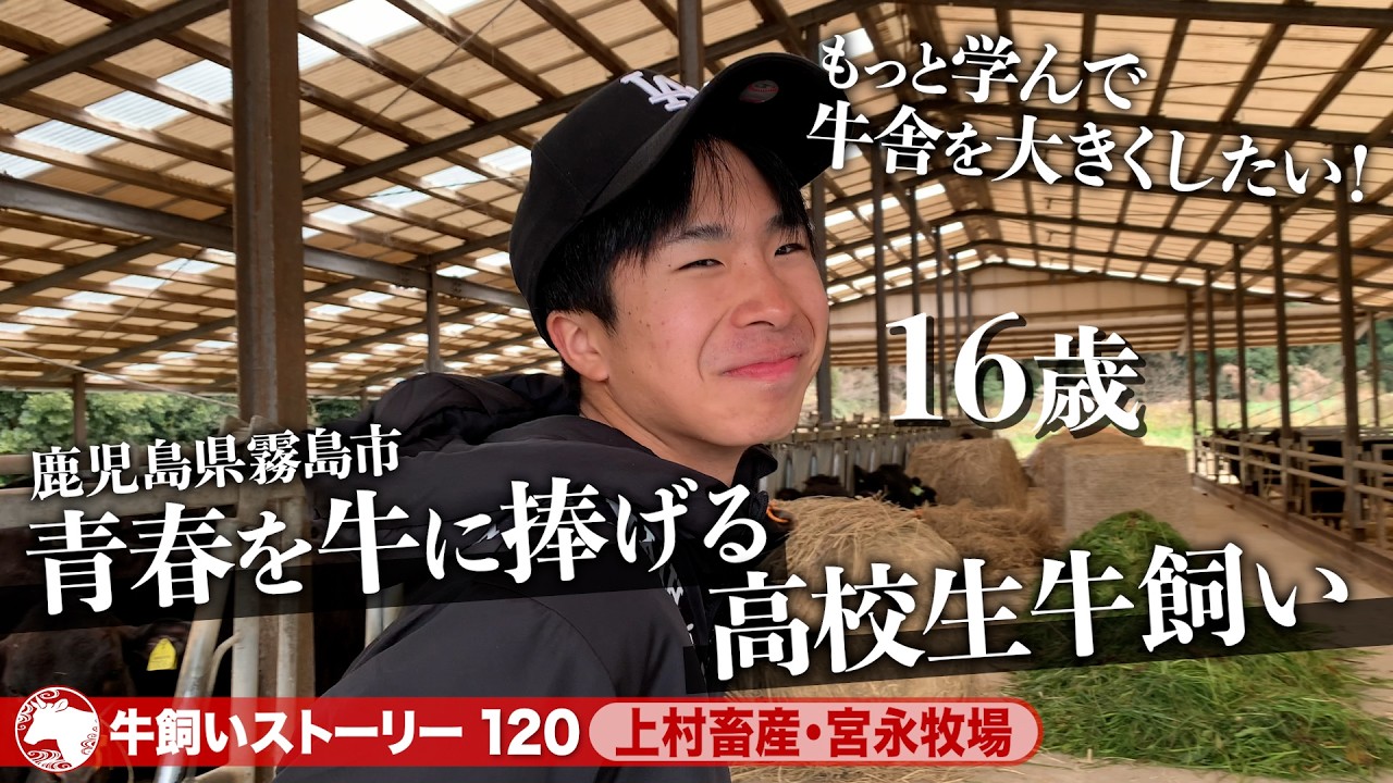 Kagoshima: Kamimura Livestock Farm, Miyanaga Ranch] A 16-year-old