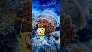 Alasan Spongebob Suka Dengan Ubur-ubur❗#shorts