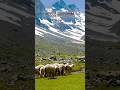 Choose Freedom.🇨🇭Choose Switzerland. #switzerland #shorts #trending #travel