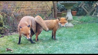 Foxes, Locked