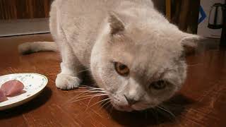 Что любят коты больше - рыбу или мясо? Что любят коты больше - рыбу или мясо?