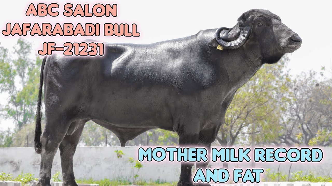 ABC Salon Jafarabadi Bull JF-21231 Mother Milk Record and Fat ! 