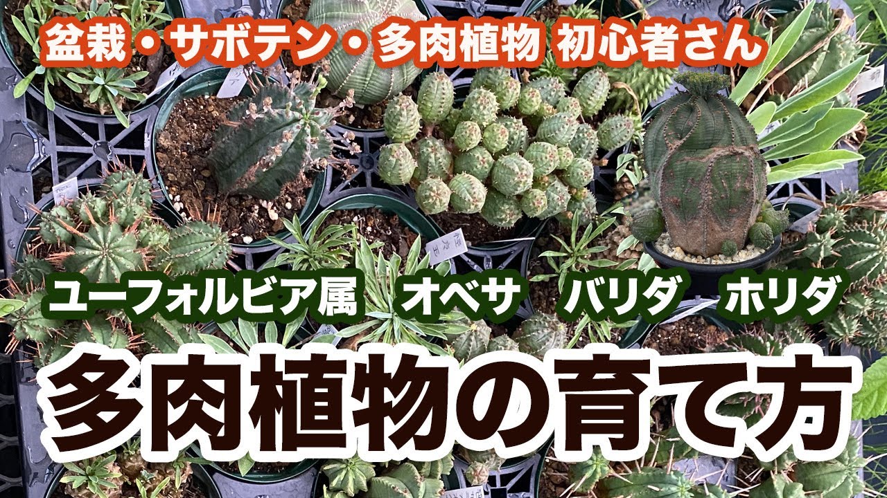 『多肉植物』ユーフォルビア属オベサ・バリダ・ホリダの育て方