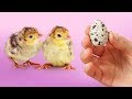 EXPERIMENT: Hatching Eggs from a Grocery Store (Part II)