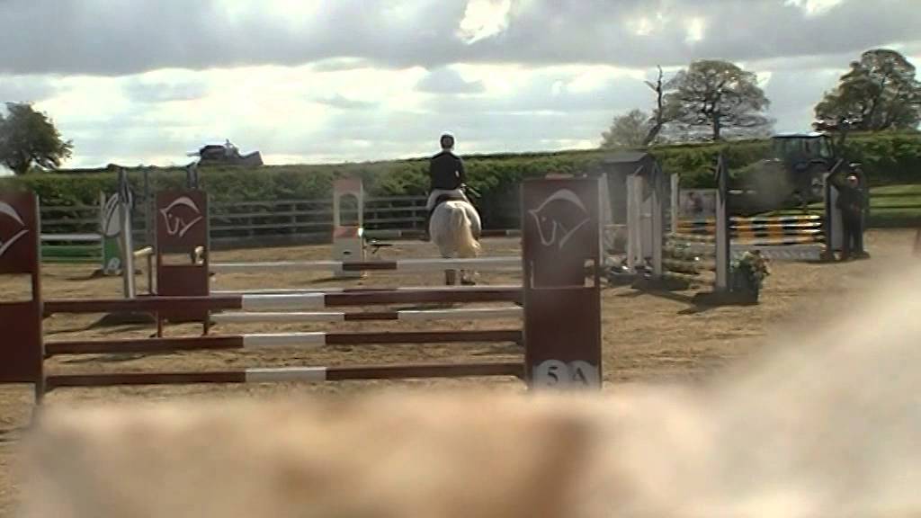 Warmblood Competition Horses For Sale. Proven Showjumper From Novice Upwards