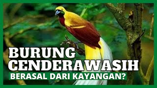 MATI JIKA JEJAK KE TANAH | BENARKAH BURUNG CENDERAWASIH DATANG DARI KAYANGAN ?