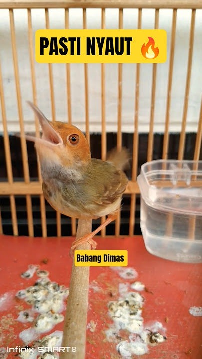 Prenjak Betina Lokal Gacor Cor🔥#prenjakgacor#prenjakbetinagacor#prenjaktarung#prenjakpikat#trueline