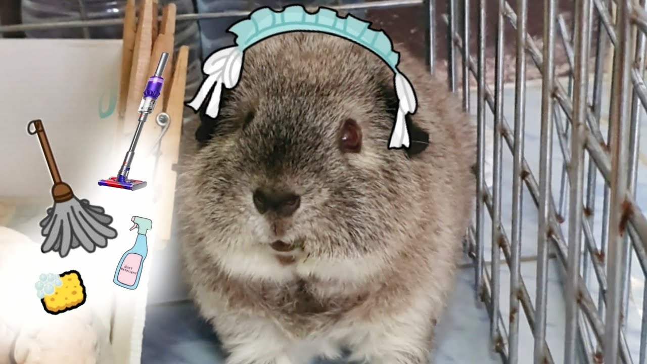 Why we took one hour to clean our guinea pig home hughug a guinea pig