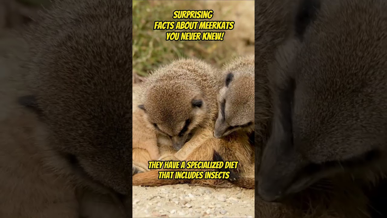 Surprising Facts About Meerkats You Never Knew! 