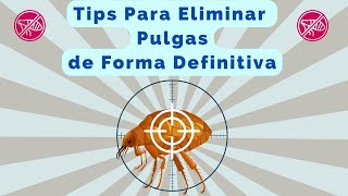 TIPS INFALIBLES PARA ELIMINAR PULGAS DE FORMA DEFINITIVA EN 2023 | COMBINANDO ESTRATEGIAS EXITOSAS