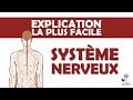 l'explication la plus facile - le Système Nerveux