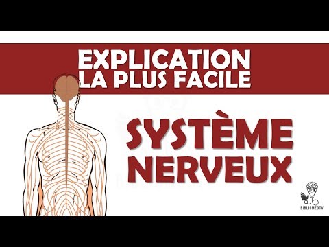 Vidéo: Quelles Fonctions Remplit Le Système Nerveux ?