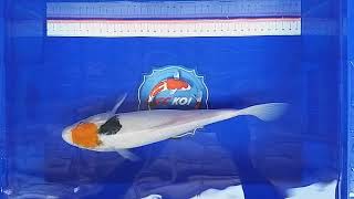 KOI Tancho Showa 32 CM