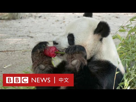 ☀️熱浪侵襲下，熊貓吃什麼解暑？－ BBC News 中文