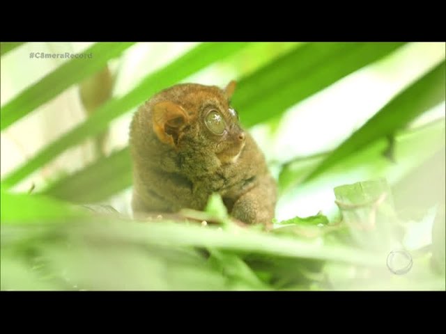 O menor macaco das Américas: Sagui-pigmeu (Cebuella pygmaea)