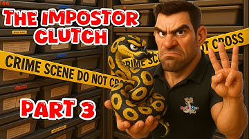 2025 Clutch #16 - Tinley Park Expo & DG Clown Hypo - “Egg Cutting” - Breeding Ball Pythons