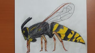 adım adım eşşek arısı çizim & step by step hornet drawing