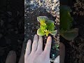 Come trapianto l'insalata