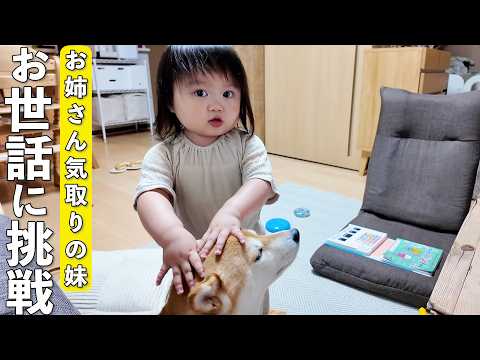 お世話大好きな2歳娘の止まらない柴犬愛がこちらです笑