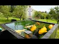 Breeding koi in switzerland  crystal clear pond with jumbo karashigoi