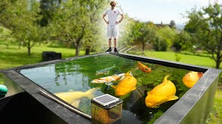 Breeding Koi In Switzerland - Crystal Clear Pond With Jumbo Karashigoi