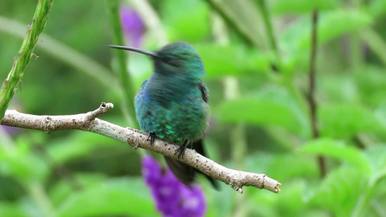 Hummingbird Tours Colombia- The Magdalena Valley Birding tours