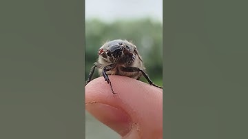 From Grandma’s Garage to Game Dev: My Journey #indiegame