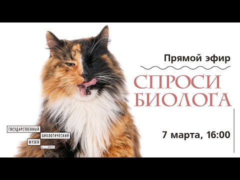 Спроси биолога. Котики