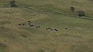 「牛」 絶景の久住高原 ドローン空撮 20160714  Part.2 Aerial in drone the Kuju kogen