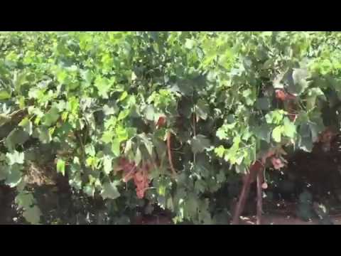 لدينا عنب بن اتي في القصيم عيد اليحيى