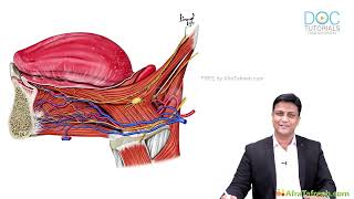 Digastric Triangle of Neck | Boundaries, Contents & Clinical Importance (MBBS Anatomy)