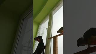 Рубик Терпение Ягдтерьер 1 Год Съесть Сенегальского Попугая German Jagdterrier Февраль 2023 Одесса