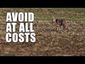 Beginner Coyote Hunting Mistakes | Part One